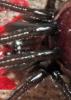 Steatoda grossa